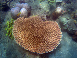 Acropora millepora Balinais