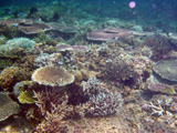  L o le courant est important, les Acropora dominent - Sulawesi 