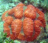  Lobophyllia rouge de Sulawesi 