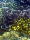  Montipora et Porites - Sulawesi 