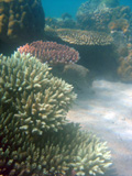  Quelques Acropora de profil - Sulawesi 