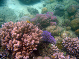  Reef scene - Sulawesi 