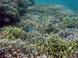  Acropora stand 
