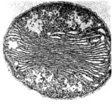 Nitrosococcus